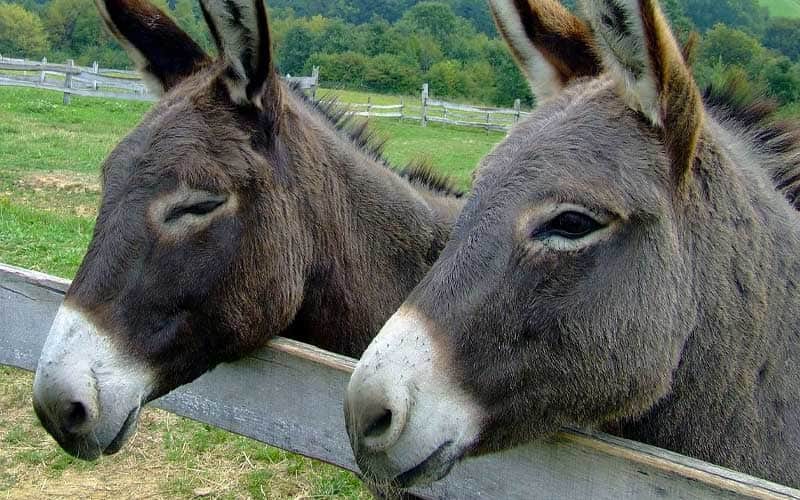 Trekking someggiato con l'asino tra i castagneti del Pollino
