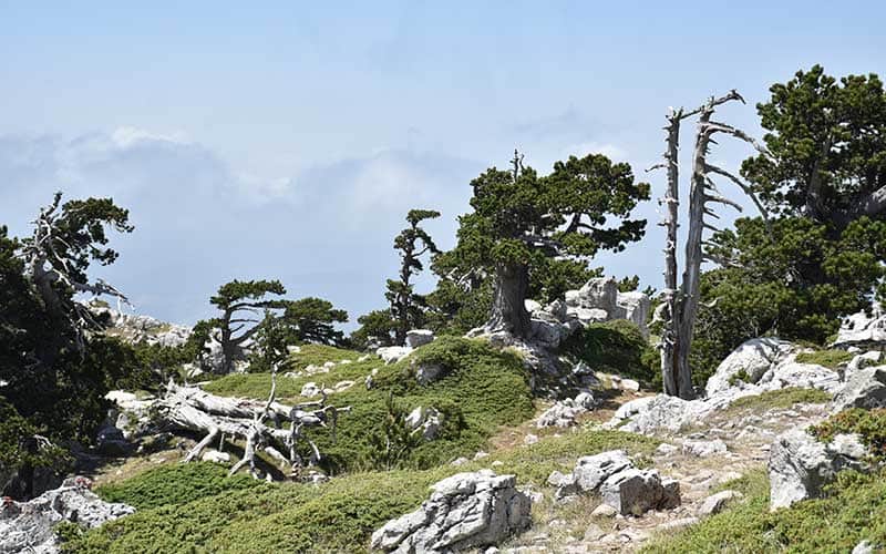 Pini Loricati sull'altopiano di Serra di Crispo, il Giardino degli Dei