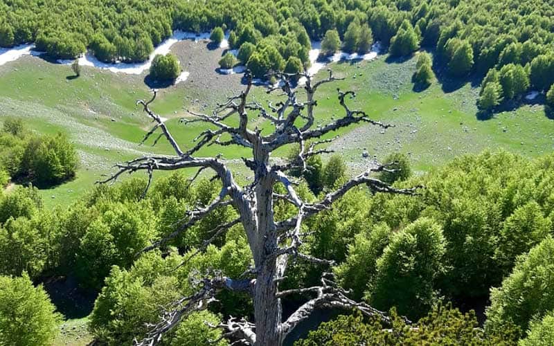 Serra delle Ciavole e il Pino Loricato Italus nel Pollino