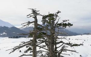 Neve sul Pollino