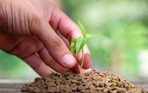 Piantare un albero con River Tribe