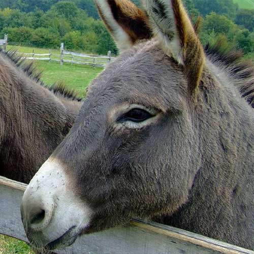 Trekking sul Pollino. Delle castagne con i ciucci