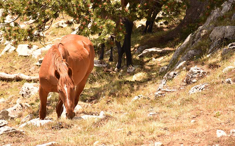 cavalli liberi nel parco del pollino
