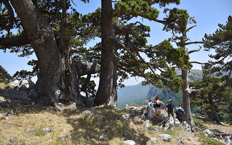 Pausa pranzo sotto i giganti del Pollino